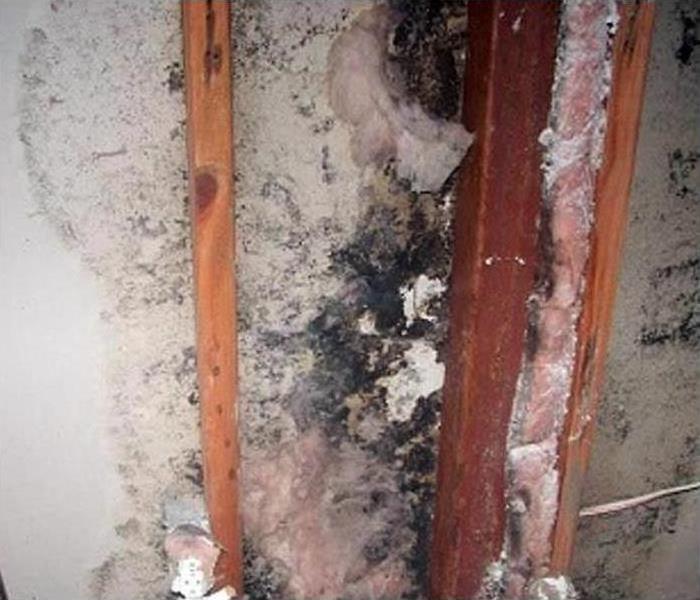 A wall covered with mold